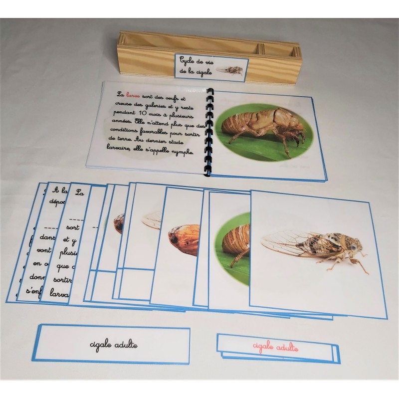 Nomenclature Du Cycle De Vie De La Cigale