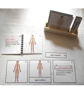 copy of Nomenclature d'anatomie