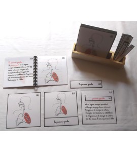 copy of Nomenclature d'anatomie