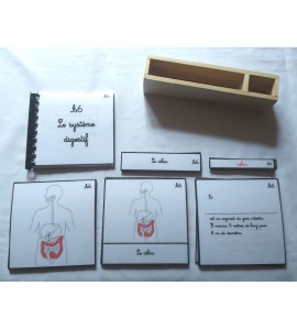 copy of Nomenclature d'anatomie