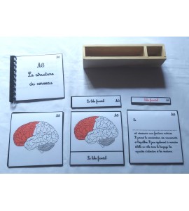 copy of Nomenclature d'anatomie