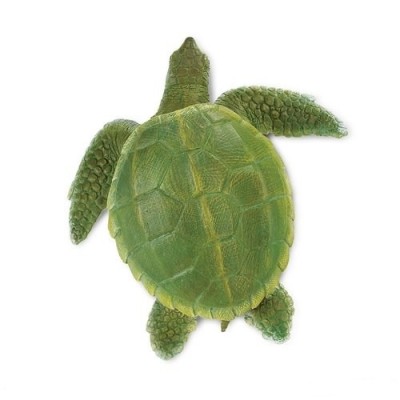 Tortue de Kemp adulte