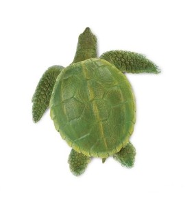 Tortue de Kemp adulte