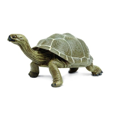 Tortue adulte