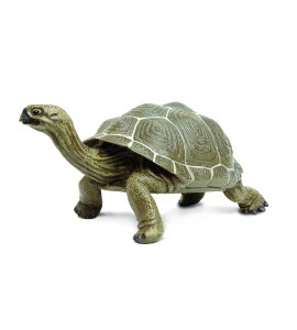 Tortue adulte