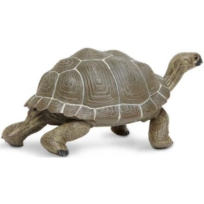 Tortue adulte