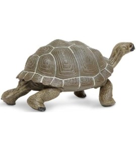 Tortue adulte