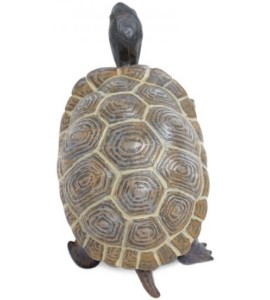 Bébé tortue