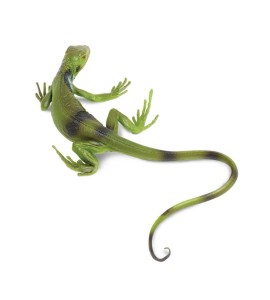 Iguane bébé