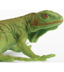 Iguane bébé