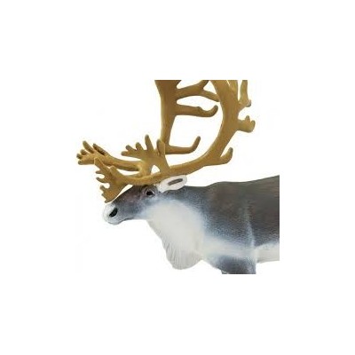 Caribou