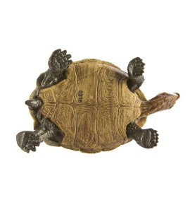 Tortue du désert