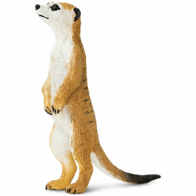 Suricate