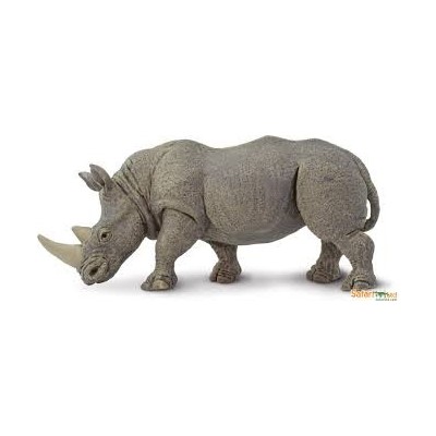 Rhinocéros blanc