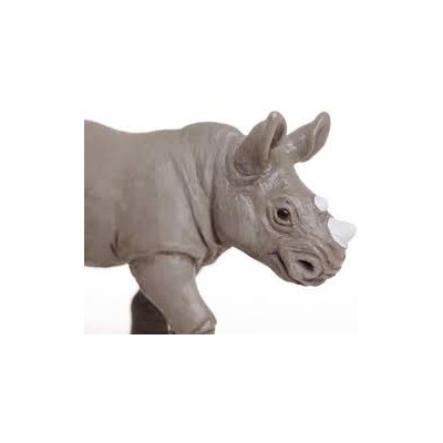 Rhinocéros blanc bébé