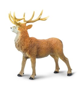 Cerf élaphe