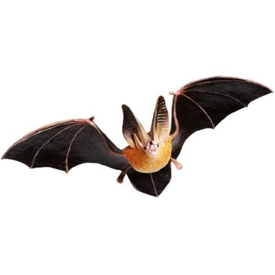 Chauve-souris aux grandes oreilles