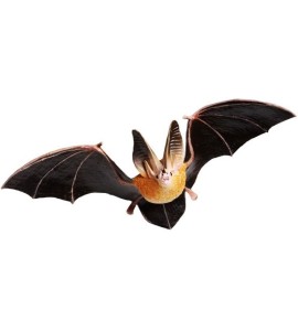 Chauve-souris aux grandes oreilles