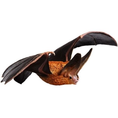 Chauve-souris aux grandes oreilles