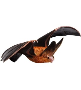 Chauve-souris aux grandes oreilles