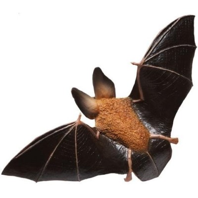 Chauve-souris aux grandes oreilles