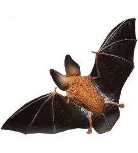 Chauve-souris aux grandes oreilles