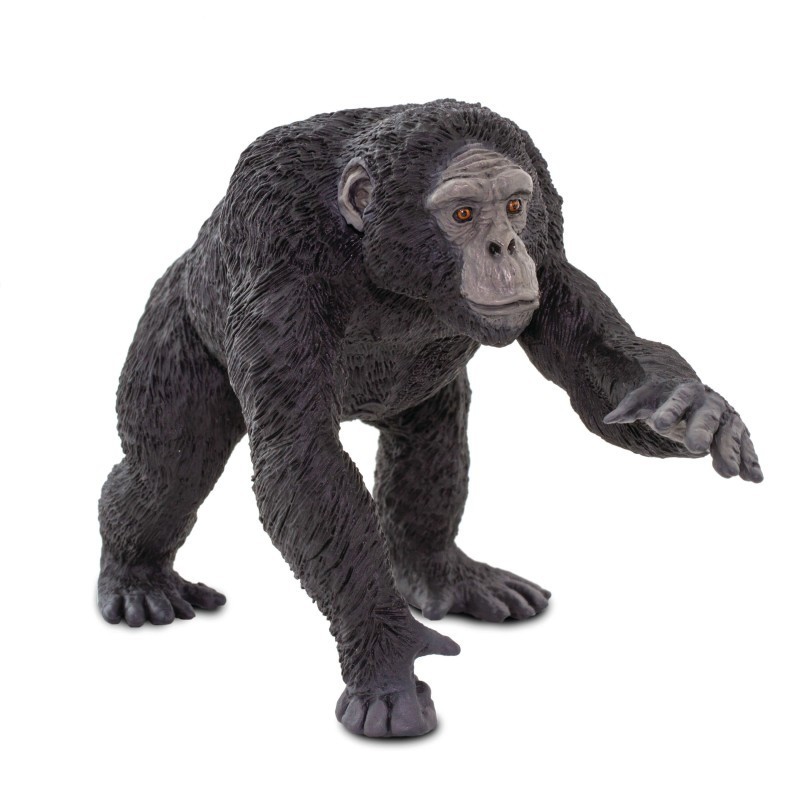 Chimpanzé