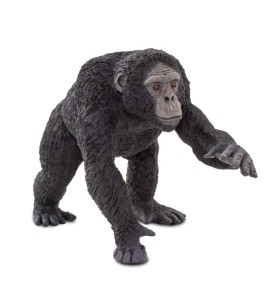 Chimpanzé