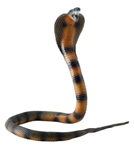 Cobra