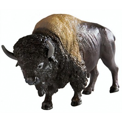 Bison