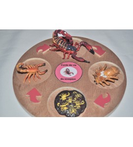 Cycle de vie de la tortue - plateau + figurines