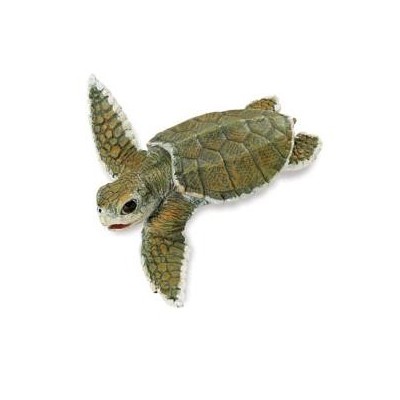 Tortue de Kemp bébé