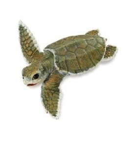 Tortue de Kemp bébé