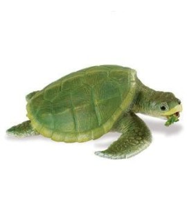 Tortue de Kemp adulte