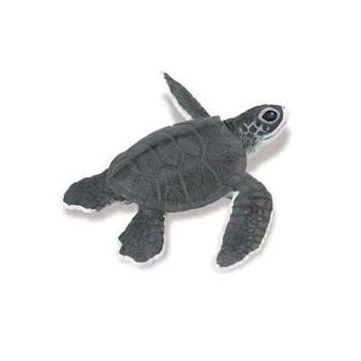 Tortue de mer bébé