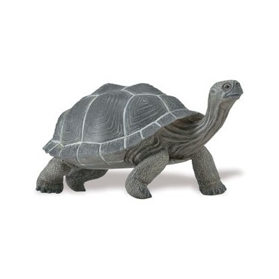 Tortue adulte