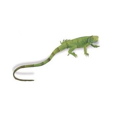 Iguane bébé