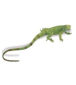 Iguane bébé