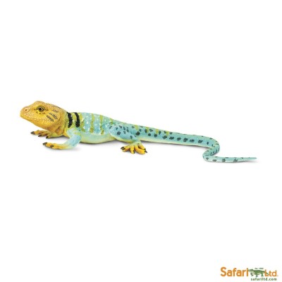 Lézard coloré